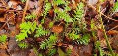 Leptinella squalida