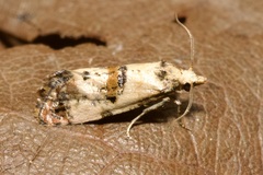 Neocochylis hybridella