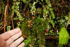 Adiantum cunninghamii