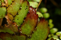 Adiantum cunninghamii