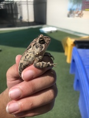 Anaxyrus terrestris