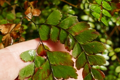 Adiantum cunninghamii