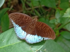 Tanaecia iapis puseda