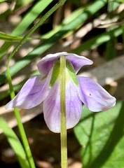 Viola hederacea