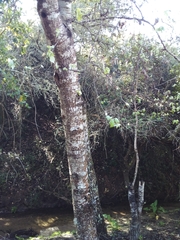 Populus × canescens