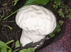 Calvatia cyathiformis
