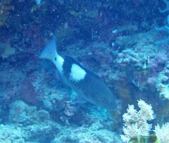 Gracila albomarginata
