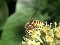 Vespula vulgaris