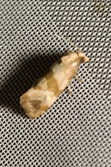 Phalonidia contractana