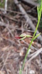 Calochilus paludosus