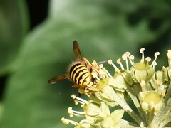 Vespula vulgaris