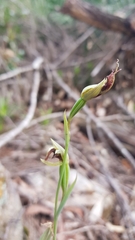 Calochilus
