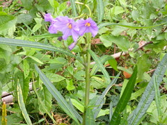 Solanum laciniatum