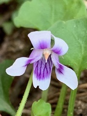 Viola hederacea