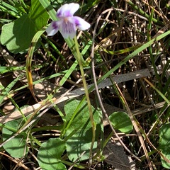 Viola hederacea