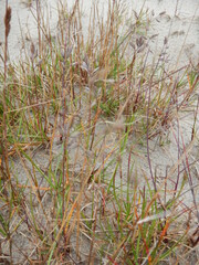 Festuca richardsonii