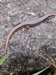 Ctenotus labillardieri