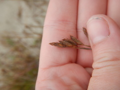 Festuca richardsonii