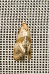 Phalonidia contractana