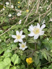 Anemonoides nemorosa