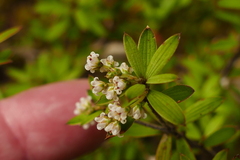 Leucopogon fasciculatus