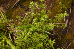 Leucopogon fasciculatus