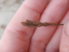 Festuca richardsonii