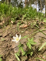 Anemonoides nemorosa