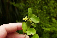 Coprosma foetidissima