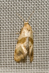 Phalonidia contractana