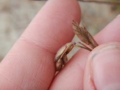 Festuca richardsonii