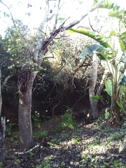 Populus × canescens