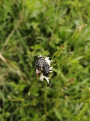 Oxythyrea marginalis