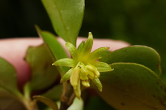 Coprosma foetidissima