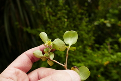 Coprosma foetidissima