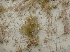 Festuca richardsonii