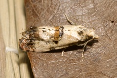 Neocochylis hybridella