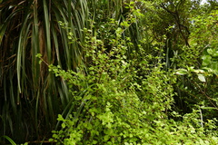 Coprosma foetidissima