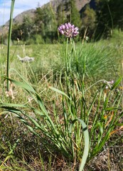 Allium senescens glaucum