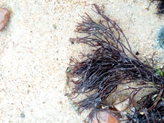 Furcellaria lumbricalis