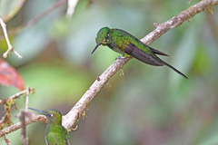 Heliodoxa imperatrix