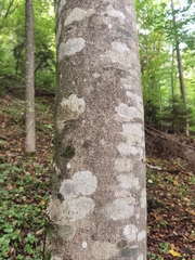 Acer pseudoplatanus