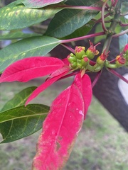 Euphorbia pulcherrima