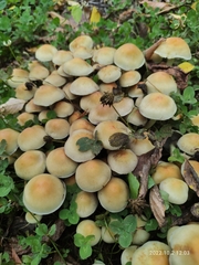 Hypholoma fasciculare