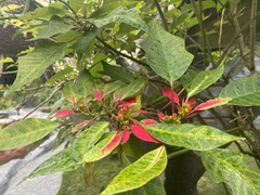 Euphorbia pulcherrima