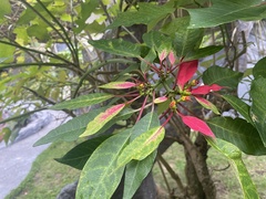 Euphorbia pulcherrima