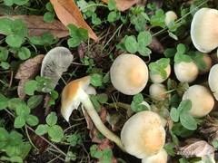 Hypholoma fasciculare