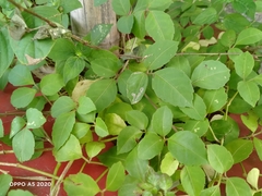 Causonis trifolia