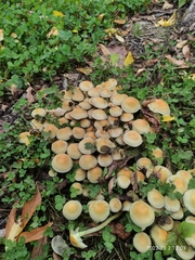 Hypholoma fasciculare
