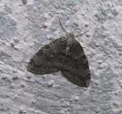 Epirrita dilutata